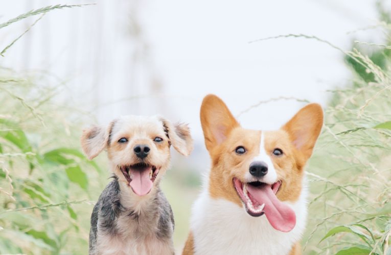 Preventing Home Dog Fights in Graham