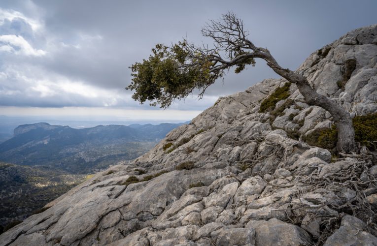 Graham: The Importance of Resilience in Overcoming Trauma